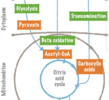 10.3. Catabolic Processes