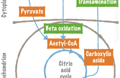 10.3. Catabolic Processes