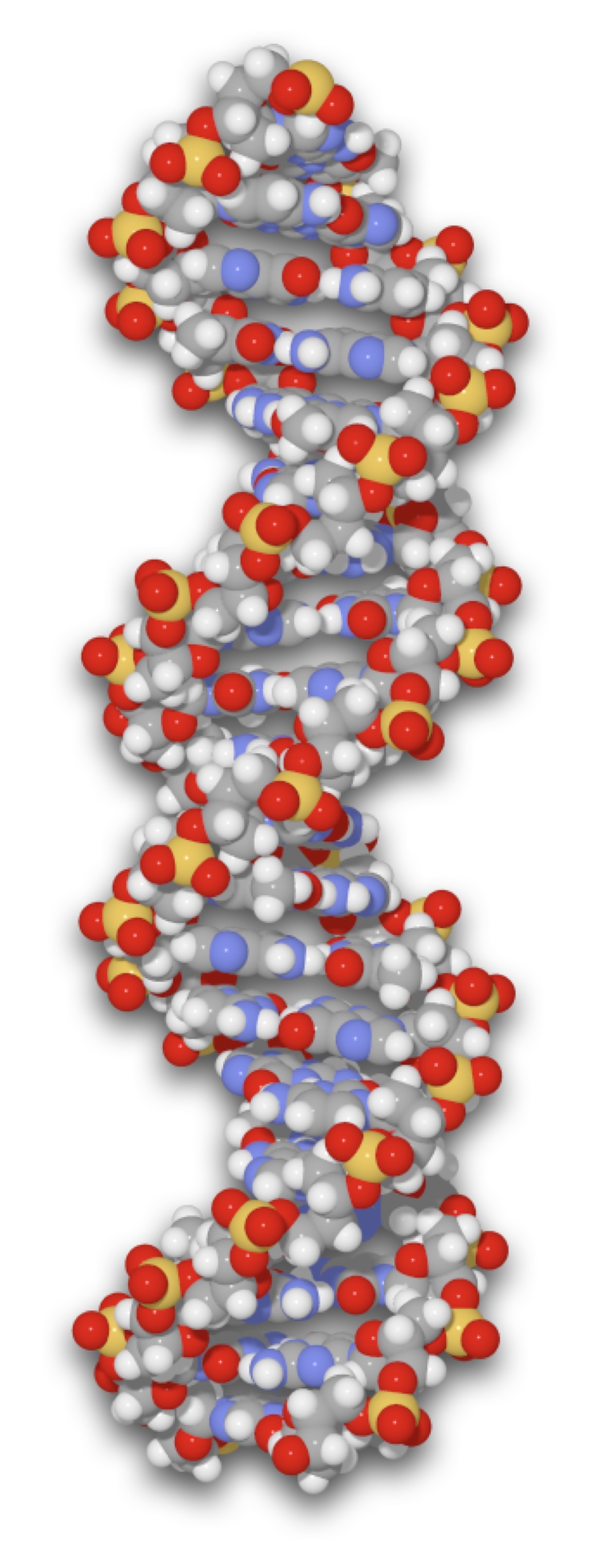 A model of a DNA molecule. The blue marbles represent nitrogen atoms and the yellow marbles phosphorus atoms.